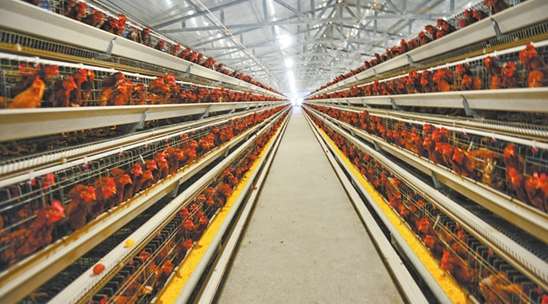 臨沭縣創建生(shēng)态綠(lǜ)色種養循環經濟 助推鄉(xiāng)村(cūn)振興